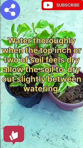 Devil's backbone plant,how to care devil's backbone plant@naturalenvironment331