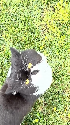 1.1K reactions · 15 shares | Cyrus’s Love Beauty  with Kisses #cats #persiancat | Cyrus | Facebook