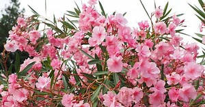 ¡Cómo trasplantar adelfas en macetas!