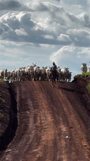 Nelore Cattle #cattle #rancher #agribusiness #farm #ag #livestock