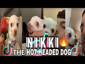 🔥 NIKKI (TIKTOK) THE CRAZIEST FUNNY CHIHUAHUA DOG #1। pet's TV 2m