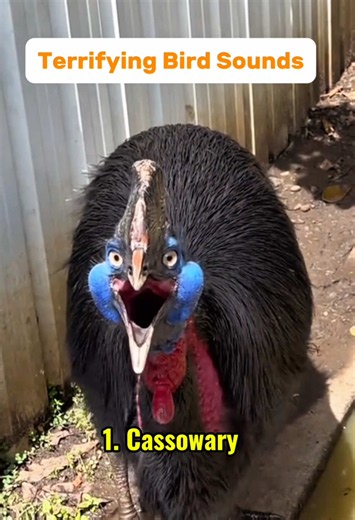 Terrifying sounds of birds 🤯 #amazinganimals #animalkingdom #animalsounds #wildlife #birdsoftiktok