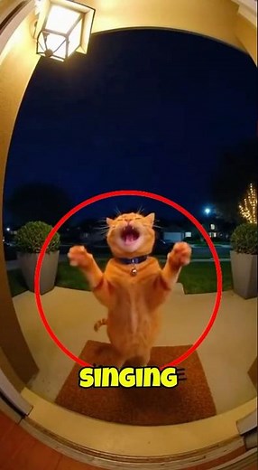 Funny Cat Singing Opera on Man's Front Yard pt. 2 😂🐕
