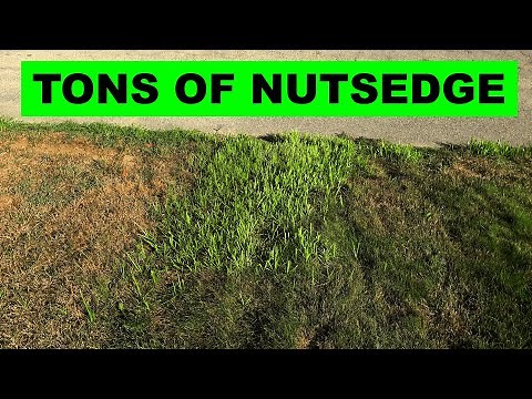 Killing nutsedge in the lawn with sedgehammer