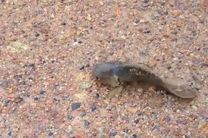 How tough is this fish? Able to breathe air (it has lungs) and cross land without water, this climbing perch is a native of Asia and breeds in stagnant water. No wonder some people in India are using them in Aquaponics! Doesn't require much aeration at all! | Aquaponics Design Course