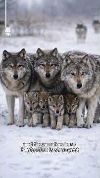 The Formation of Wolves