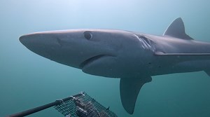 GoPro for a Cause Spotlight: Revolutionizing Ocean Conservation with Beneath the Waves