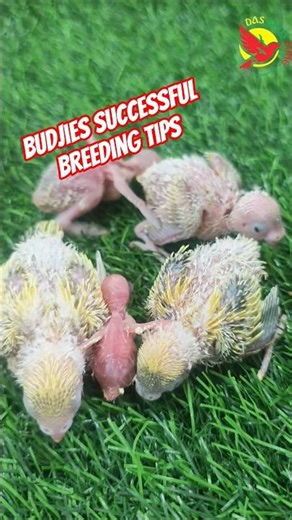 How We Improved Our Budgie Breeding Process (2025 Update)