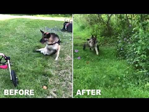 Paralyzed German Shepherd Gets Dog Wheelchair - Can RUN Again!