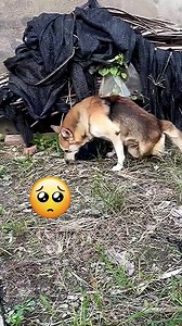 1.8M views · 10K reactions | Rescuing animals stuck in hopeless situations! | Animal Lovers | Facebook