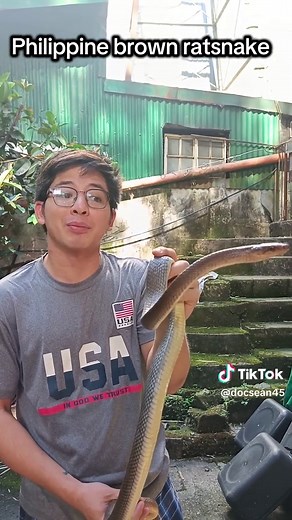 Discover Philippine Brown Ratsnake Fascinating Facts