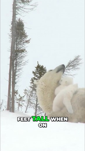 This video explores the impressive size and remarkable swimming abilities of polar bears. These Arctic giants are truly at home in both water and on ice. Learn more about their incredible adaptations. #PolarBears #ArcticWildlife #MarineMammals #AnimalFacts | Mind Orbit Facts | Facebook