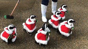 Aguapura on Instagram: "A group of tiny penguins dressed as Santa Claus melt hearts as they waddle around, wearing little red hats and white beards. Their adorable walk and festive vibe create a scene full of cuteness and holiday spirit that instantly brings smiles. 🎅🐧❤️"