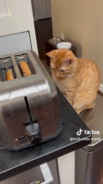 Scare cat core #funny #cats #scare #prank #lovecats | cat