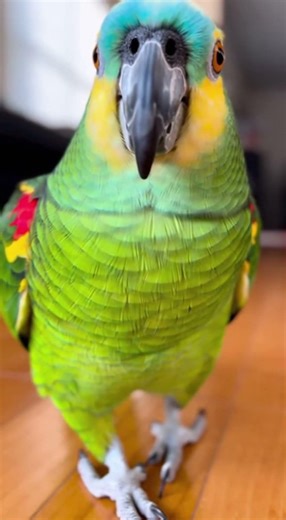 Cute Amazon Parrot Walking & Saying I Love You 🐦💖 | Heart-Melting Talking Bird Video