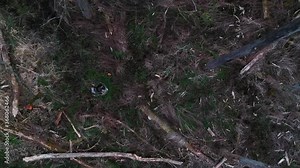 Dramatic reveal of deforestation in northern europe due to logging practices.