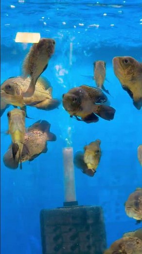 Stunning Copper Oscar Fish Tank Setup | Beautiful Aquarium Inspiration