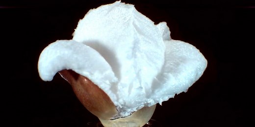 Super slow motion video shows extreme close-up of popcorn popping