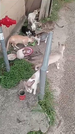 The Colony cats gather for their morning feeding #cats #eating #outdoors