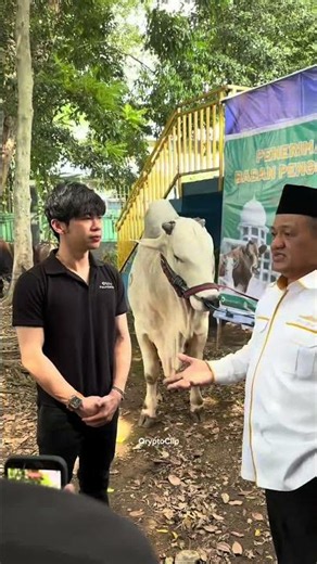 Penyerahan Sapi 1,1 Ton 🤩#gabrielrey #trivcoid #cryptowave