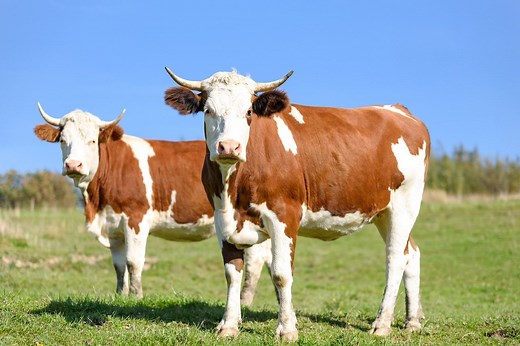 How Much Manure Does A Cow Produce? — Farm & Animals