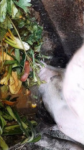 Epic Slop Showdown. pig is eating slop