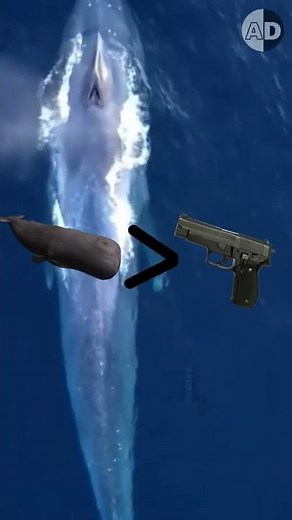 Can orcas attack sperm whales?