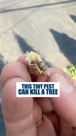 What Bagworms Look Like on Arborvitae and Spruce #shorts