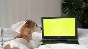 Cute dog lying next to laptop computer with green chroma key screen. You can replace with your information video footage. Relaxing time at home with pet. at the end of video dog get bored and leave.
