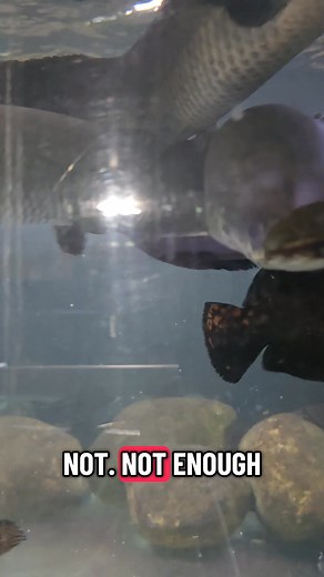 28K views · 595 reactions | these arapaima have grown so fast #arapaima #fish #fishing #aquarium #pond | Ohio Fish Rescue | Facebook