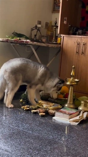 വിഷു കഴിഞ്ഞില്ലേ… ഇനി കായിക്കാലോ 😄🐶#dog #dogshorts #doglove #petlover #animals #malayalam#keralagram