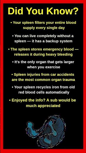 Things About Your Spleen That Will Surprise You 🫀🔬
