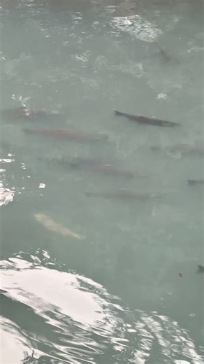 The Coho returned in Force to this Drainage #fishing #salmon #coho | Alaska Living, History and Outdoors