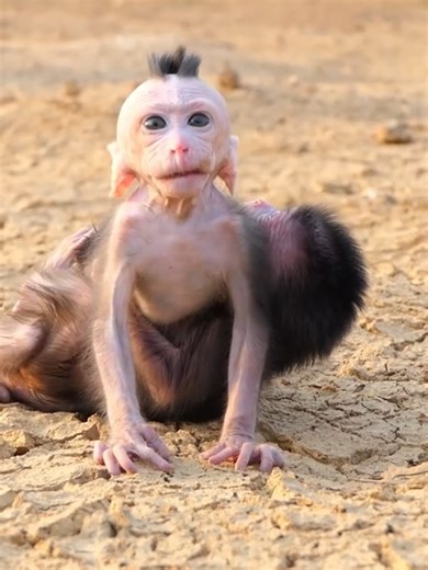 baby monkey boum family | Happy Monkey