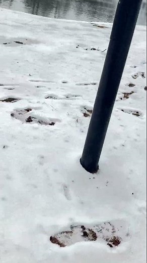 Duck poop everywhere