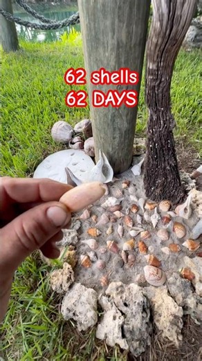 Day 62 — 62 Shells in 62 Days 🐚
