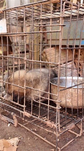 The Best Way to Feed TWO Puppies to Stop Resource Guarding