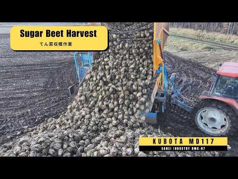 【DroneView】てん菜収穫作業 | Sugar Beet Harvest | KUBOTA MD117 + BMK-07【4K Agri】