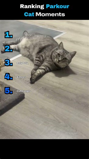 Ranking Parkour Cat Moments #cat #funny