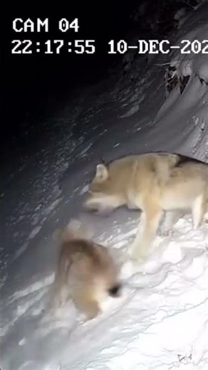 Wolf vs Lynx – Fierce Forest Predator Clash! 🐺🐱🔥 #Wolf #Lynx #AnimalFight #Wildlife #Forest