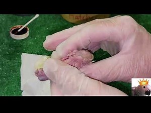 Hatch Yellow Naped Amazon Parrot Eggs #parroteggs