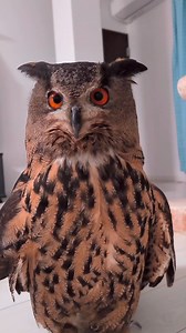 28K views · 2.1K reactions | Sing beautiful sound smart owl against crowding  #owl #owls #birds #owlsofinstagram #nature #bird #owllover #art #wildlife #owlstagram #owllovers #birdsofinstagram #owllove #owlobsession #naturephotography #wildlifephotography #owlart #birdphotography #animals #photography #owltattoo #barnowl #handmade #birdsofprey #owlphotography #owleyes #eule #best #owlsome #love | Smart Skills | Facebook