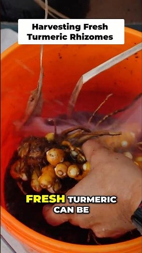 Harvesting Fresh Turmeric Rhizomes: From Soil to Kitchen!