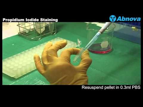 Propidium Iodide Staining