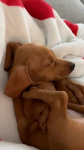 221K views · 5.4K reactions | What a cutie 殺 | Furry Tails | Facebook