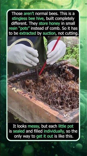 Why They Use Tubes to Extract This Honey