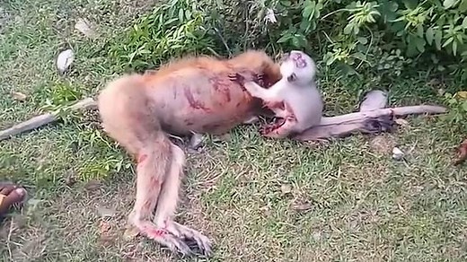 Heartbreaking moment monkey tries to wake his dead mother