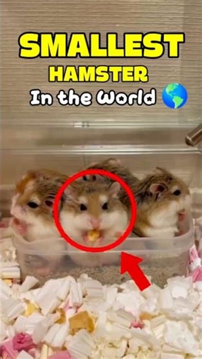 The SMALLEST Hamster in the world… but full of energy. 🐹⚡