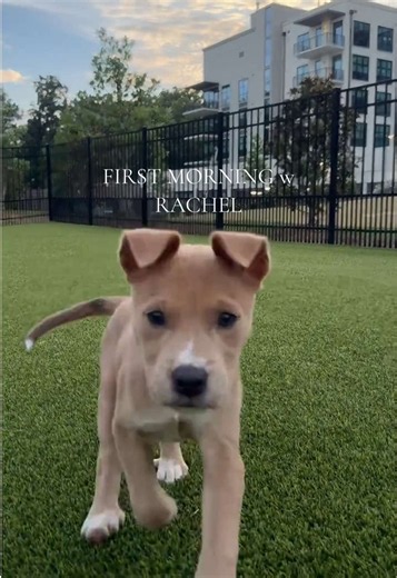 First Morning With a New Foster Puppy: Tips for a Quiet Night