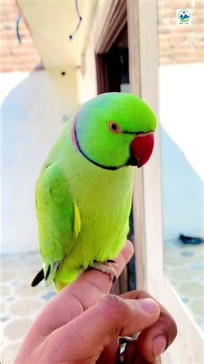 Parrot Green Taking Ringneck Parrot Exotic Parrot Indian Ringneck #viralyoutubevideos #parrot #short
